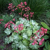 Snow Angel Coral Bells